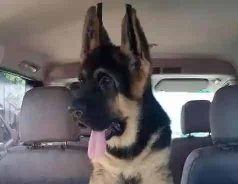德国牧羊犬|饲养德国牧羊犬的辅助用品有哪些