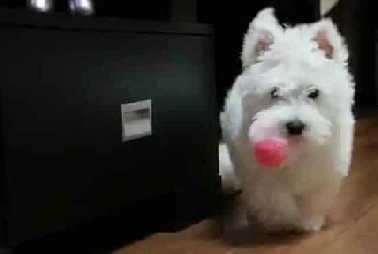 西高地|秋冬两季饲养西高地的指南