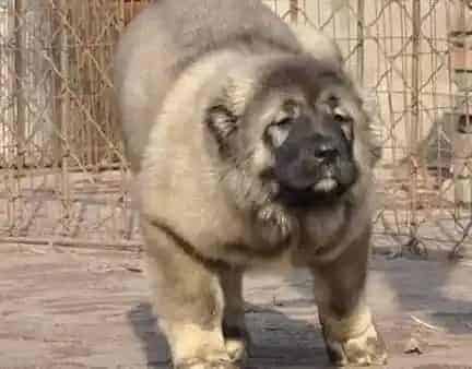 高加索犬|为高加索犬注射疫苗期间应该注意的事项