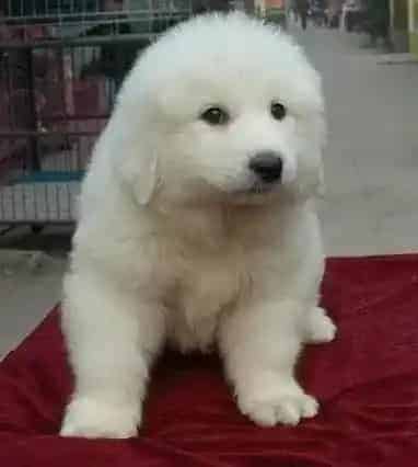大白熊犬|分享给大白熊犬滴眼药水的方法