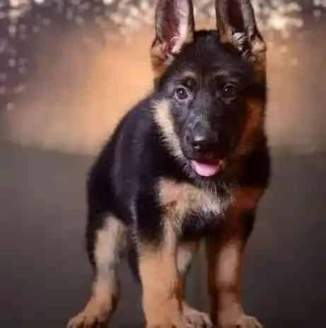 德国牧羊犬|饲养德国牧羊犬的辅助用品有哪些