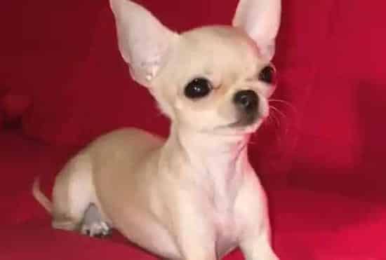 吉娃娃|生活经验谈之吉娃娃为什么喜欢舔主人的脸呢