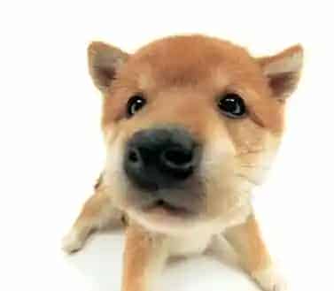狗狗吃什么对毛色好 适当补充营养物质 | 狗狗
