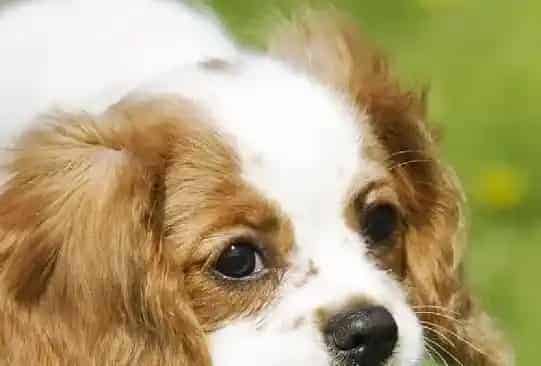 查理士王小猎犬的性格 面部有绅士风度的表情 | 查理士王小猎犬