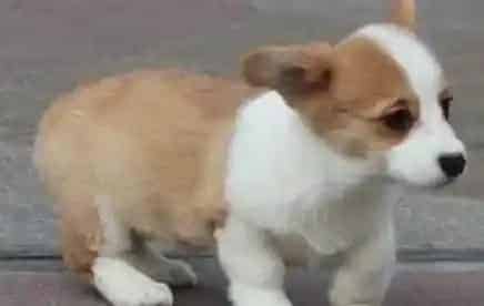 柯基犬|什么牌子的消炎药适合柯基犬服用
