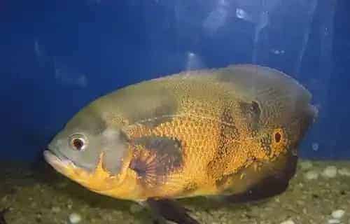 地图鱼水族箱饲养 需要每2-3天换1次水 | 地图鱼