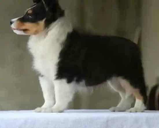 喜乐蒂|饲养喜乐蒂犬要备好哪些常用药品
