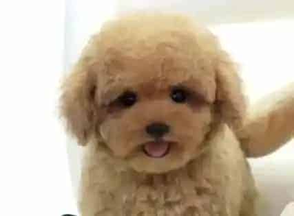 贵宾犬|养贵宾犬有哪些你所不知道的饲养错误