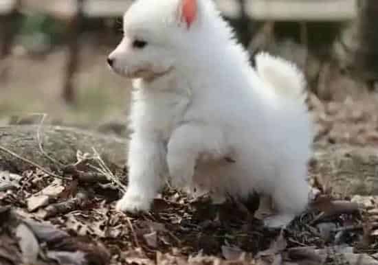 银狐犬|银狐犬晚上总呕吐是怎么回事