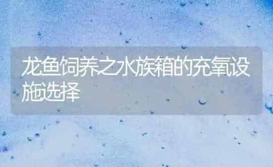 龙鱼饲养之水族箱的充氧设施选择 | 鱼类宠物
