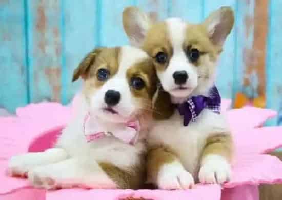 柯基犬|柯基犬的眼睛四周红肿是什么毛病