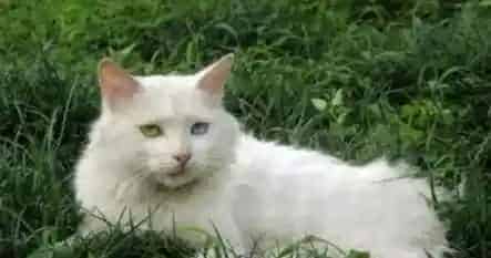 怎么照顾怀孕的母猫 加强营养适当运动 | 猫