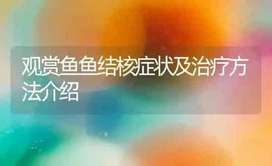 观赏鱼鱼结核症状及治疗方法介绍 | 鱼类宠物