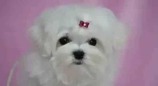 马尔济斯|美容圣经之怎样护理好马尔济斯犬