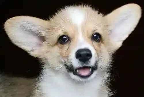 柯基犬|柯基犬的眼睛四周红肿是什么毛病