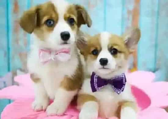 柯基犬|柯基犬的眼睛四周红肿是什么毛病