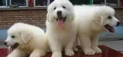 大白熊犬|哪些原因致使大白熊犬总是喜欢吃自己的便便