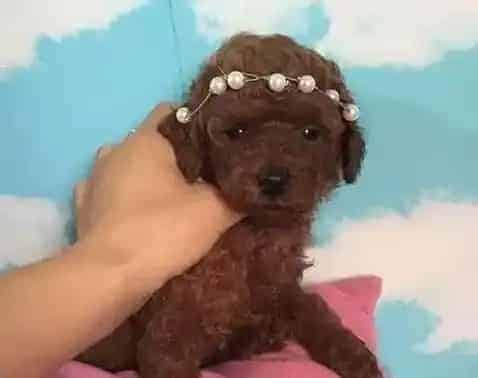 泰迪犬|盘点泰迪犬的营养品有哪些种类