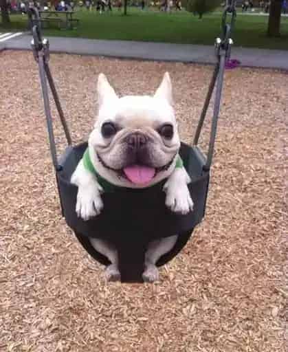 英国斗牛犬|饲养斗牛犬一定要知道的常识