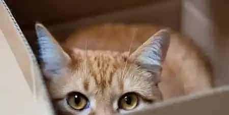 猫窝怎么买 一般在网上或者宠物实体店 | 猫