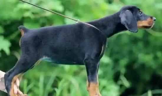 杜宾犬|杜宾犬患上冠状病毒拉血打喷嚏