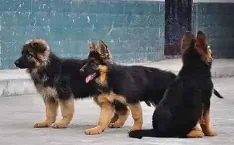 德国牧羊犬|保暖有妙招&nbsp;&nbsp;严寒冬季德国牧羊犬怎样过