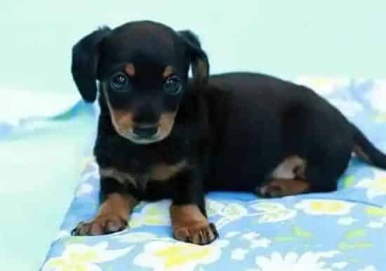 腊肠犬|腊肠犬生产后不喂小狗如何是好 没有奶水怎么办