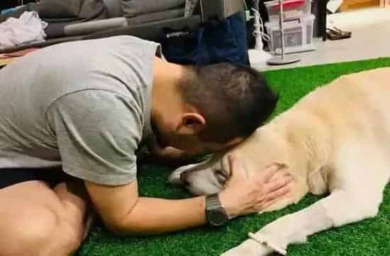 14岁爱犬患癌痛苦不已 主人将30公斤狗狗抱回家 | 狗