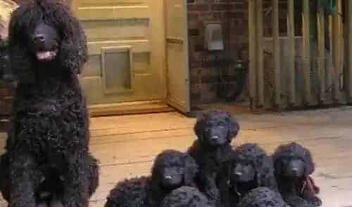 爱尔兰水猎犬中国多吗 以及选购常识 | 爱尔兰水猎犬