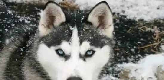 巨型阿拉斯加雪橇犬咬人吗 一般不会咬人 | 阿拉斯加雪橇犬