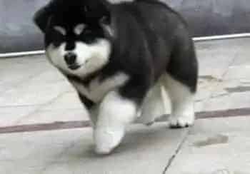 阿拉斯加犬|警惕食物对阿拉斯加犬身体的威胁