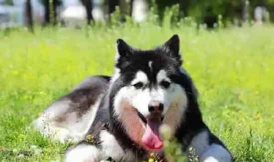 巨型阿拉斯加雪橇犬咬人吗 一般不会咬人 | 阿拉斯加雪橇犬