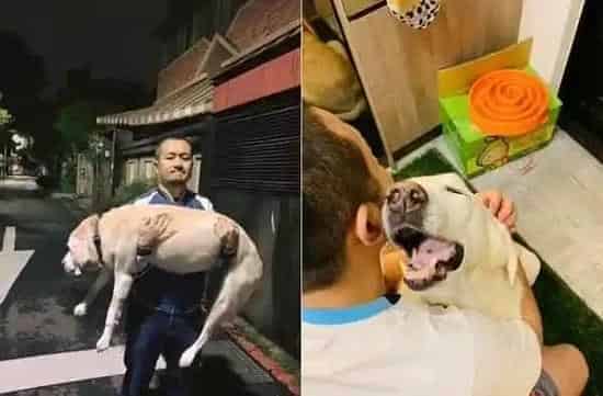 14岁爱犬患癌痛苦不已 主人将30公斤狗狗抱回家 | 狗