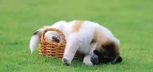 犬巴贝斯虫病 要做好犬体的防蜱灭蜱工作 | 狗