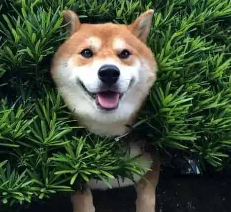 秋田犬的性格 秋田犬性格沉着温顺感觉锐敏 | 秋田犬