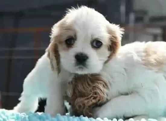 可卡犬|美容技巧 可卡犬美容倍速训练法