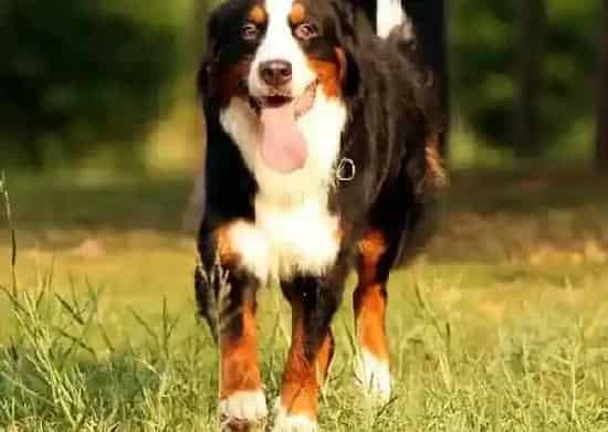 伯恩山犬|怎样为伯恩山犬选择适合它的牵引绳