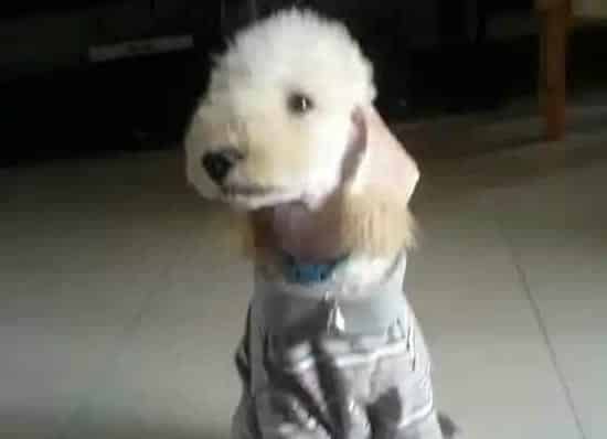 贝灵顿梗掉毛么 贝灵顿梗换毛期如何护理