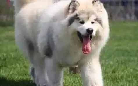 阿拉斯加犬|如何照顾两个月的阿拉斯加犬