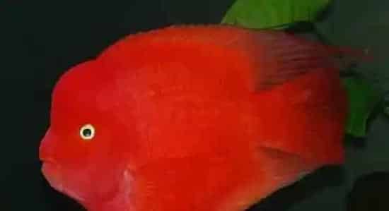 财神鱼水温 可以控制水温在22-32度 | 财神鱼