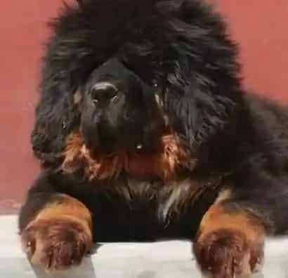 藏獒|因犬施教 怎样让藏獒变的更优秀