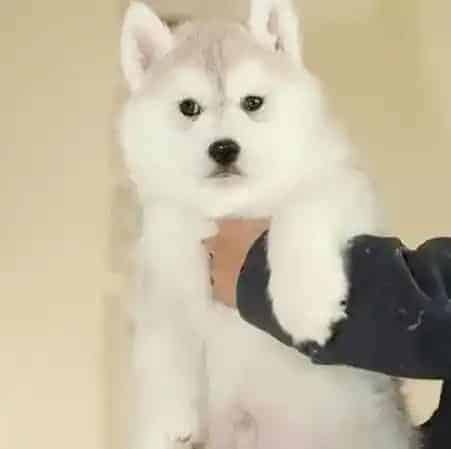 哈士奇|哈士奇上火的两个解决小方法