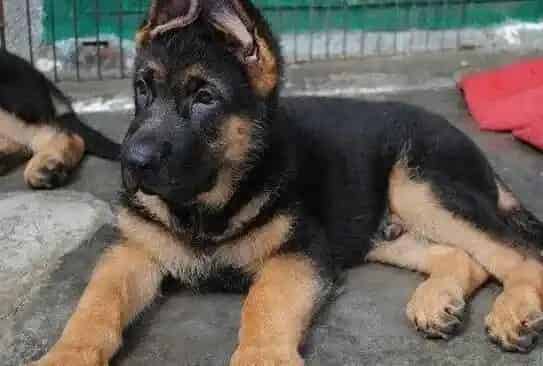 德国牧羊犬|德国牧羊犬可以与人类共享的食物有哪些