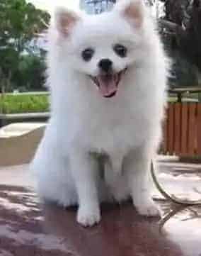 博美犬|给博美犬拔毛的原因是什么?有什么好处
