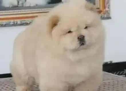 松狮犬|松狮犬不同的年龄段需要哪些合理饮食