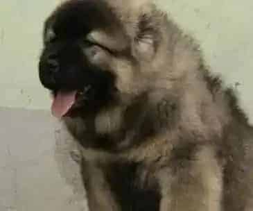 高加索犬|亲手为高加索犬打造完美的爱心狗粮吧
