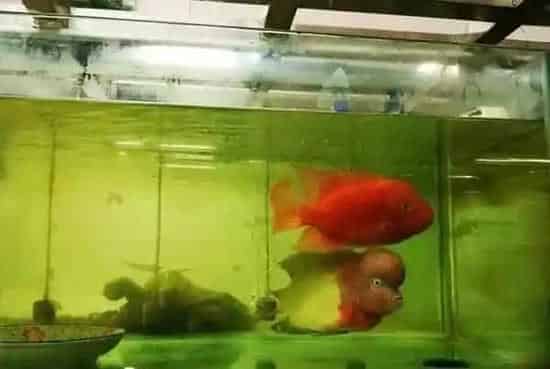 罗汉鱼花罗汉的繁育全过程，看过不后悔
