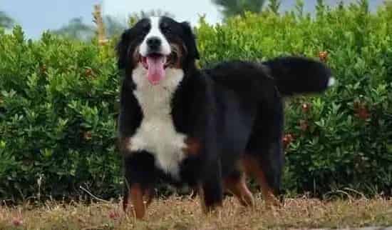 伯恩山犬|伯恩山狗狗的紧急备用箱要准备哪些物品