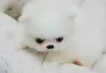 博美犬|博美犬眼睛肿了还有眼屎是怎么了