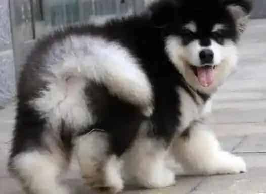 阿拉斯加犬|美食分享 阿拉斯加犬可以吃哪些食物